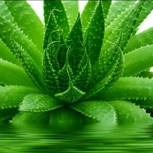 Plants that Heal